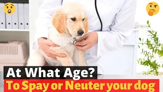 At What age should you Spay or Neuter your pet? 🤔