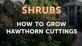 How to Grow Hawthorn Cuttings