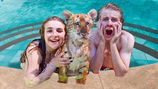 TEACHING BABY TIGERS TO SWIM **cute reaction**💦🐯| Piper Rockelle