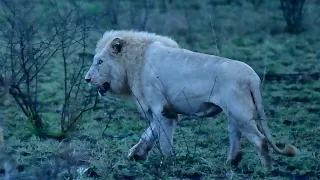 The White Lion of Satara Camp in Kruger National Park "CASPER"