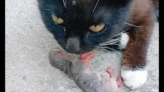 Cat Found Dead Baby Cat and wants to Adopt Her