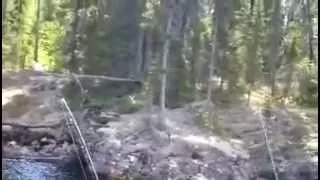 Pe Grande Sasquatch Yeti Ogro Duende Gnomo Guardiao Visto no Canada