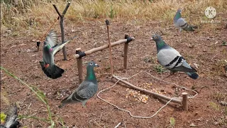 صيد الحمام بفخ بسيط وفعال. Pigeon trap hunting