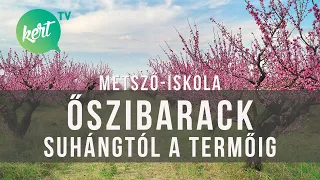Őszibarackfa metszése csemetétől termő fáig Kosztka Ernővel | kert TV metszőiskola