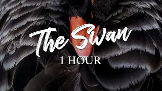 Saint-Saëns - "The Swan" for 1 Hour (Piano Version)