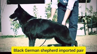 Black German shepherd imported pair @Punjabpets