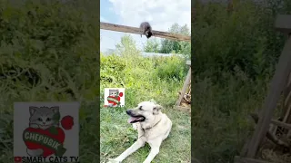 Котёнок Чепусик прыгает на собаку Бакса 🤩 Kitty Chepusik jumps on Bucks' dog 🌏 #Worldpeace #chepusik