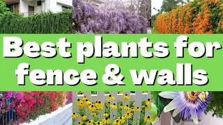 Best Plants to cover a fence & wall in your outdoor garden