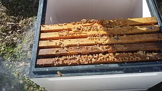 пересадка пчёл в пеноулик