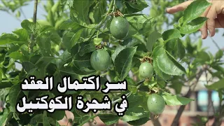 اخيرا اكتشفت السر الحقيقي لنجاح عقد ثمار الكوكتيل للحصول علي ثمار كبيرة وغزيرة @ta3alam.elzera3a