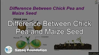 Difference Between Chick Pea and Maize Seed, General Science Lecture | Sabaq.pk