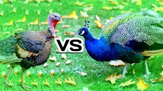 Peacock VS Turkey - Who Will win???