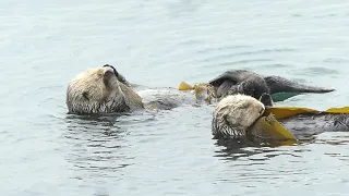 Sea Otters by Morro Rock