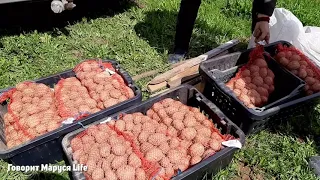 КТО-ТО САЖАЕТ КАРТОШКУ, А У НАС УЖЕ ВЗОШЛА Planting potatoes 21.05.22