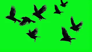 Black Birds flying Green Screen | black birds crows chroma key effects | by Crazy Editor
