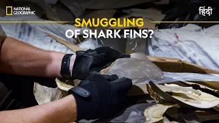 Smuggling of Shark Fins? | To Catch a Smuggler | Full Episode | S2-E9 | National Geographic