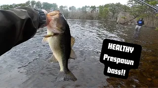 Catching TONS of early spring bass in MASSACHUSETTS