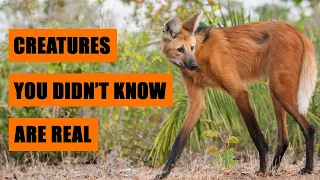 40 Creatures You Didn't Know Exist