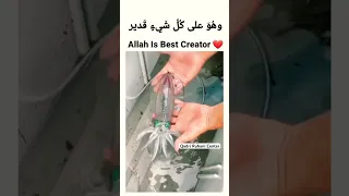 Allah Ki Qudrat ❤️ Amezing Fish 🐠 #shorts #viral #trending