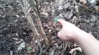 Dead bushes after rabbits chew them. Fixing