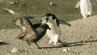 Chinstrap Penguins Chase Off Daring Egg Thief | Seven Worlds, One Planet | BBC Earth