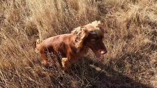 Training 23 04 24 Owen the Working Cocker Spaniel.