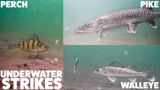 Underwater Action! Walleye, Perch, and Pike On Pelican Lake, Manitoba