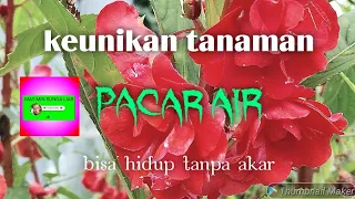 B.PACAR AIR : Tanaman bisa hidup tanpa akar #pacarair #tanaman @masminbungaliar