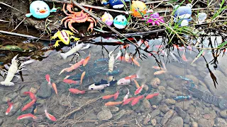Looking for native lobsters in the river, catfish, betta fish, ornamental fish koi fish turtles duck