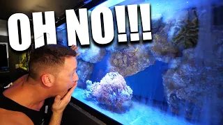 My saltwater aquarium problems and how I fixed them