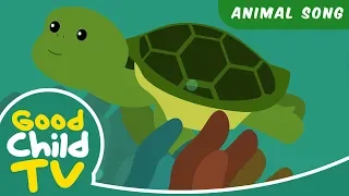 Kids Song - The Turtle Song | Animal Songs