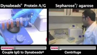 Immunoprecipitation NOW in 30 mins- Dynabeads vs Sepharose