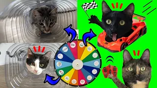 La ruleta decide retos y juegos para gatos graciosos Luna y Estrella / Videos de gatitos chistosos