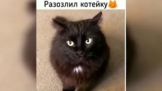 ПРИКОЛЫ С ЖИВОТНЫМИ 😺🐶 Смешные КОТЫ и СОБАКИ | Приколы с котами | СМЕШНЫЕ КОШКИ 2021 #46