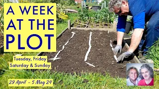 Clearing Brassicas & Long Grasses, Lidl Basil Seeds Discs, Plot Prep & Chat: AWATP 29 Apr-5 May '24