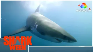 Sharks Up Close 4-Cam Underwater Immersion | Shark Week | discovery+