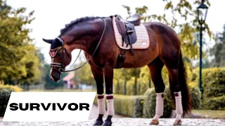 Survivor | Equestrian Music Video