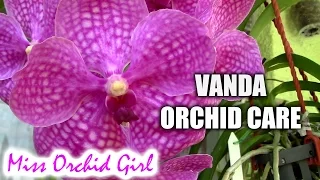 Orchid Care - How to care for Vanda Orchids