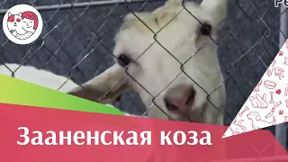 Зааненская коза. Особенности. Уход