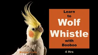 Wolf Whistle Wonder, Parrot Training #birb #cockatiel #training #talent