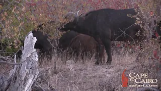 Cape Buffalo Hunting Free Range