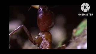 безжалостная армия муравьёв уничтожает всех на своём пути!