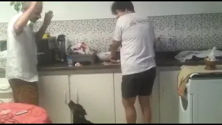 Cachorra defendendo dona