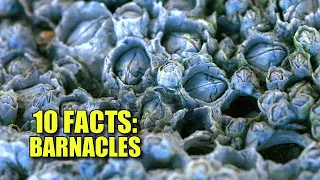 Obscure Facts: BARNACLES 🐚 (10 Facts You've NEVER HEARD!)