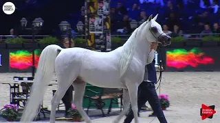 N.148 AL AYAL AA - Paris 2018 - Senior Stallions (Class CM 6B)