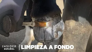 Cómo se limpian a fondo los cascos de los caballos | Limpieza a fondo | Insider