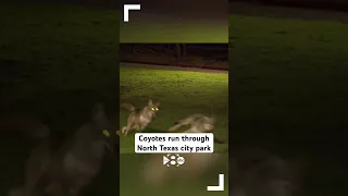 Coyotes captured on camera running through Arlington, Texas city park