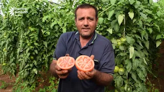 🏆 Lidera en la venta con tomate Trabuco