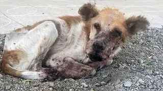 He lay there and did not wait for help. The dying homeless dog never trusted people!
