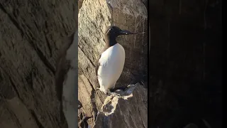 Guillemot parent comes home to feed chicks